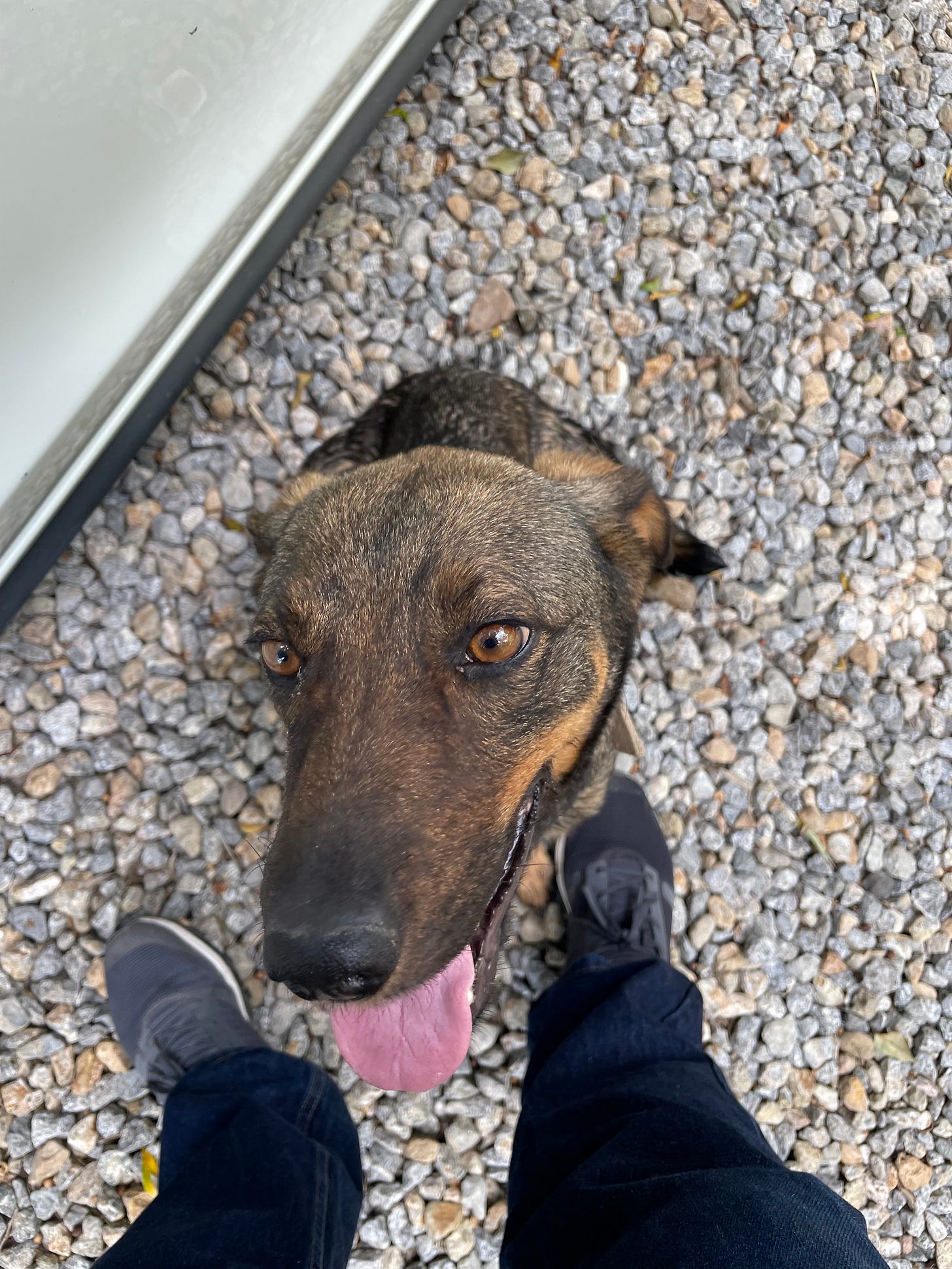 A photo of our dog Tigre looking up at us with her tongue out.