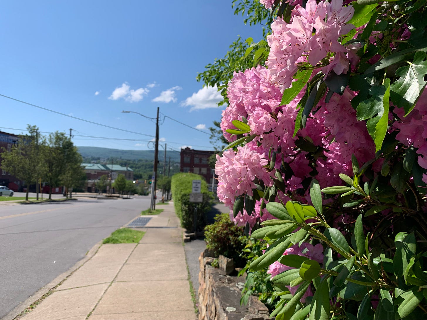 Pink azaleas with mountains in background