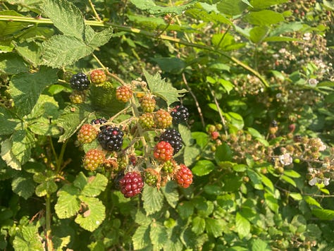 A thick hedge of greens with a tan-coloured stalk in the foreground; berries of red and black against green leaves; a track through vivid green grass