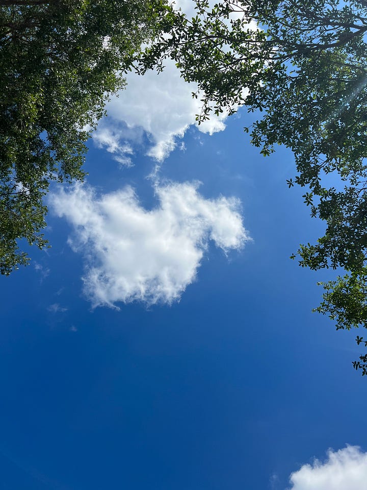 Oak leaves on sidewalk, New shoots from a palm tree, Tao lying on a pineapple picnic blanket with sunlight filtered on her face, Sky view from where Tao is lying