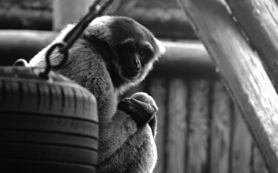 A monkey sits on a branch next to a tire. A monkey sits on a branch next to a tire.