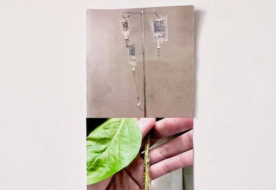 Sarah Mihara Creagen is an artist based in Toronto. Her work involves research into botany and how it intersects with histories of the medical system. She delves into these topics using her own personal experience of being queer and living with chronic illness. This work, titled "Biologic Roots," is a studio work in progress.