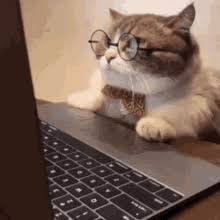 Gatinho Gato GIF - Gatinho Gato Gato E Computador - Discover & Share GIFs