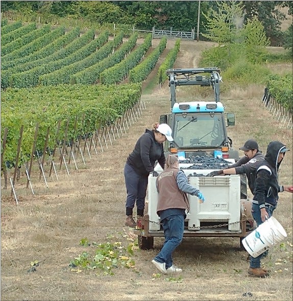 Dena and crew doing a preliminary field sort. Hey, that's Pommard!