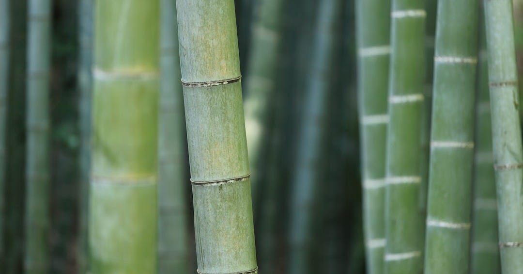 green bamboo shoots