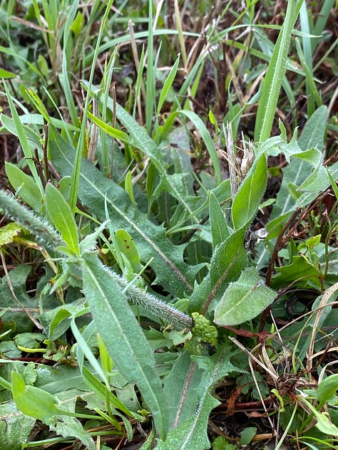 left dandelion, middle chicory, and right, wild lettuce