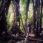 Houses of Spirits, Wives of Timber Trees