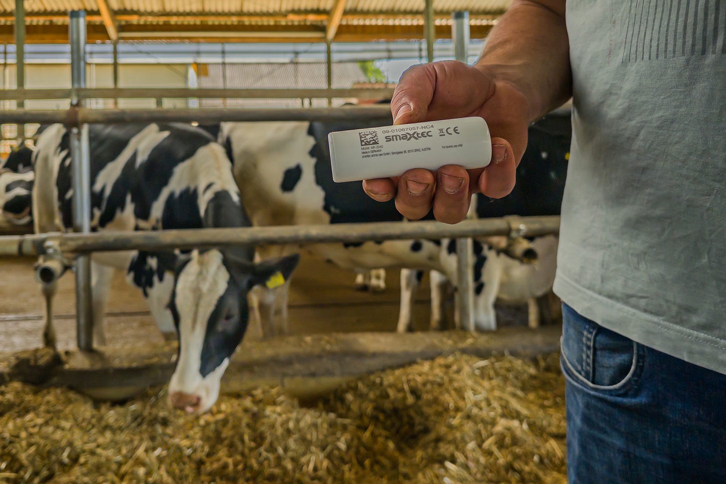Der Landwirt Jonas Härle hält in seinem Milchviehstall einen weissen elektronischen Bolus in die Kamera. Im Hintergrund stehen schwarz-weisse Holstein-Kühe hinter Metallgittern auf eingestreutem Liegebereich. Der Bolus wird im Netzmagen der Kuh eingesetzt und erfasst kontinuierlich Parameter wie Körperkerntemperatur und Bewegungsaktivität.