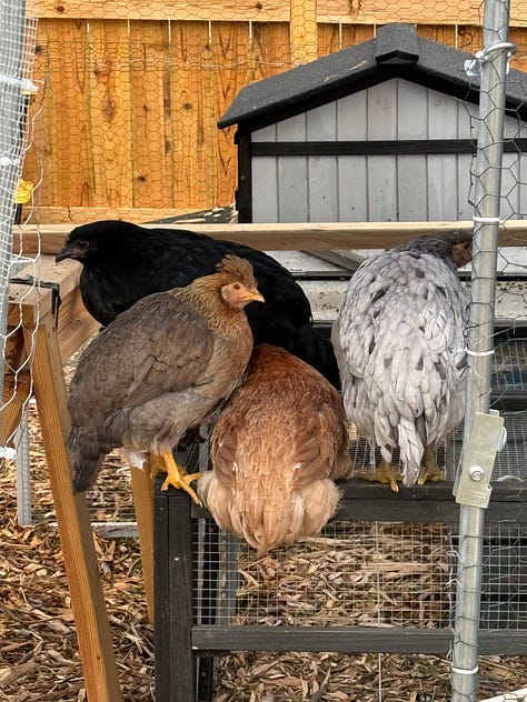 raspberry bushes and chickens