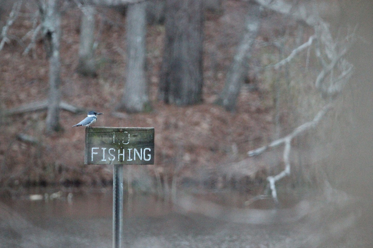 A slate blue kingfisher bird rests on a sign, in the middle of a pond, that reads "NO FISHING."