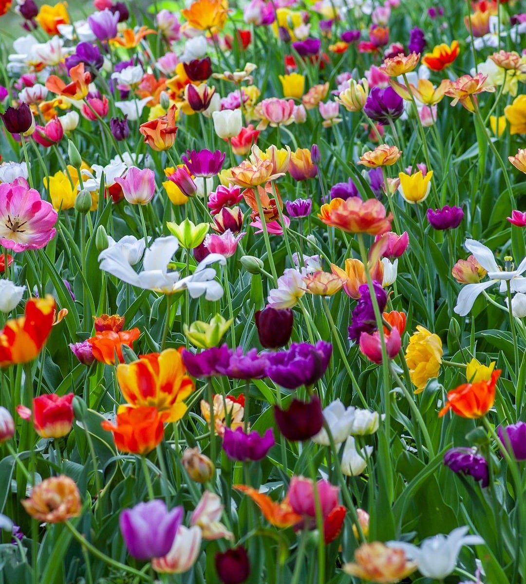 assorted-color flowers assorted-color flowers