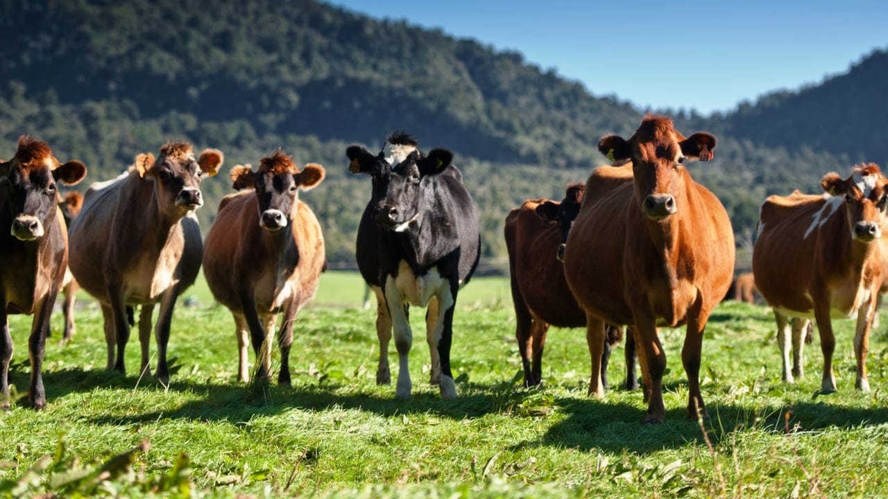 New Zealand cow cull: plans to eliminate Mycoplasma bovis | The Weekly ...