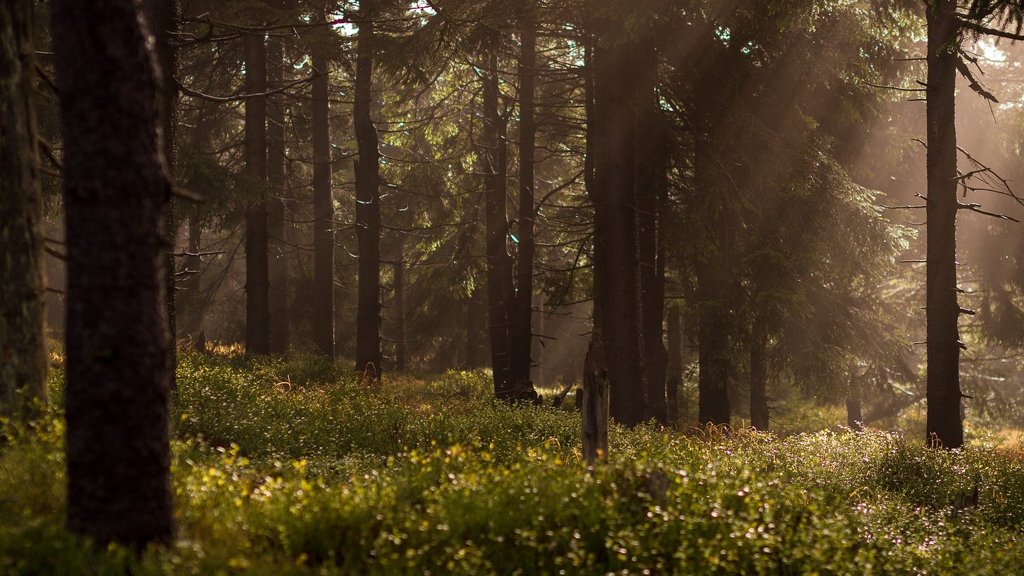 Sun peeking through the trees in the forest