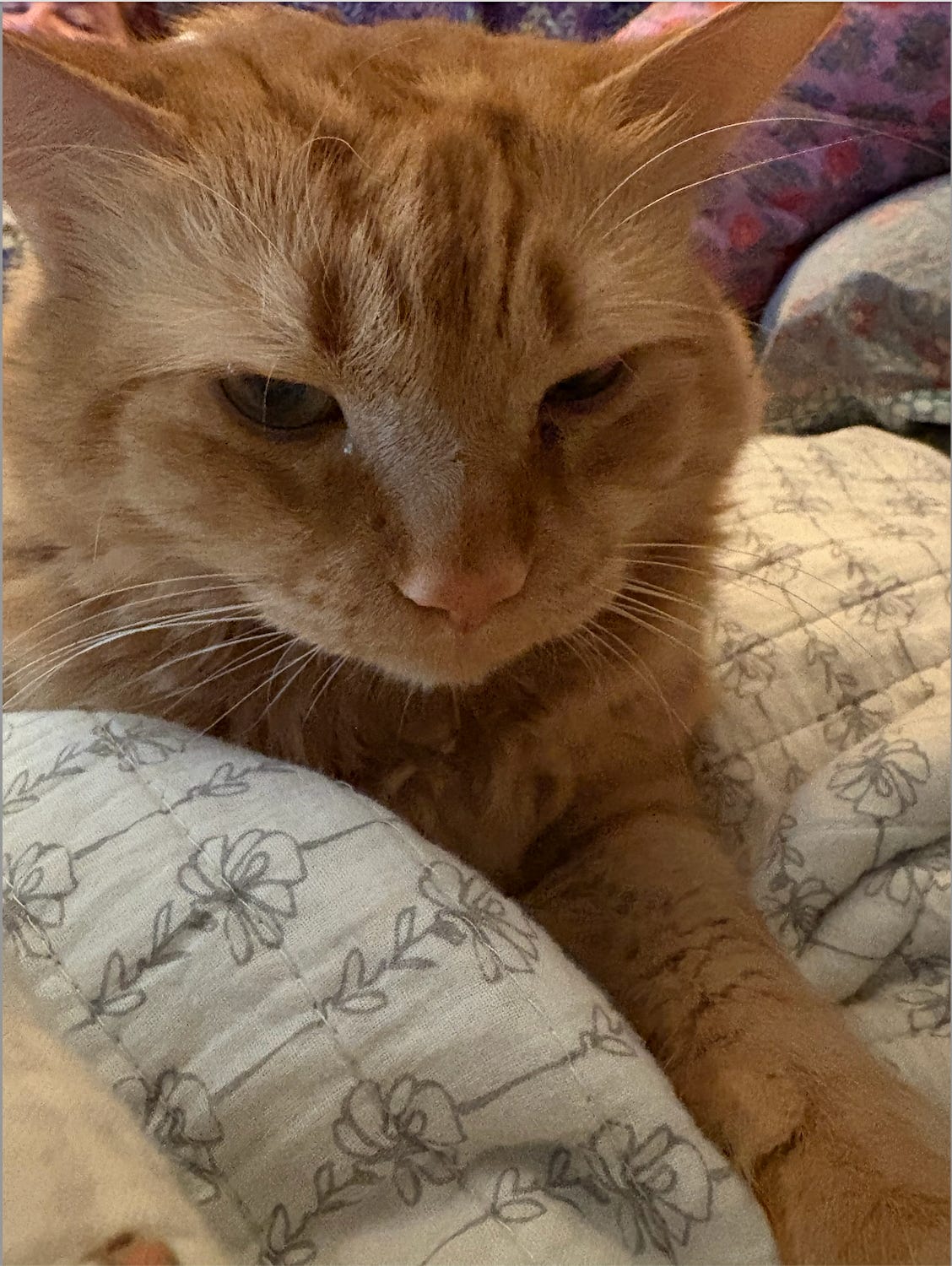 close up of orange floof with her paw extended