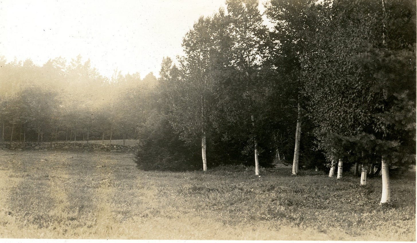Birch trees