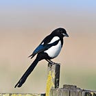 Take part in the world’s biggest garden wildlife survey