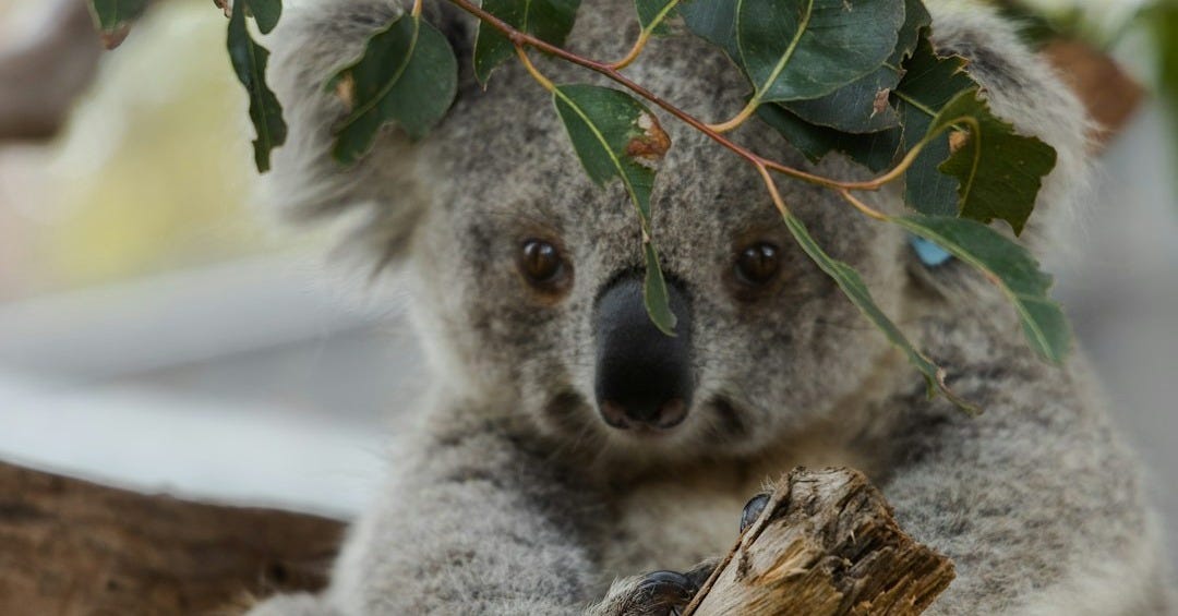 gray Koala bear sitting on tree