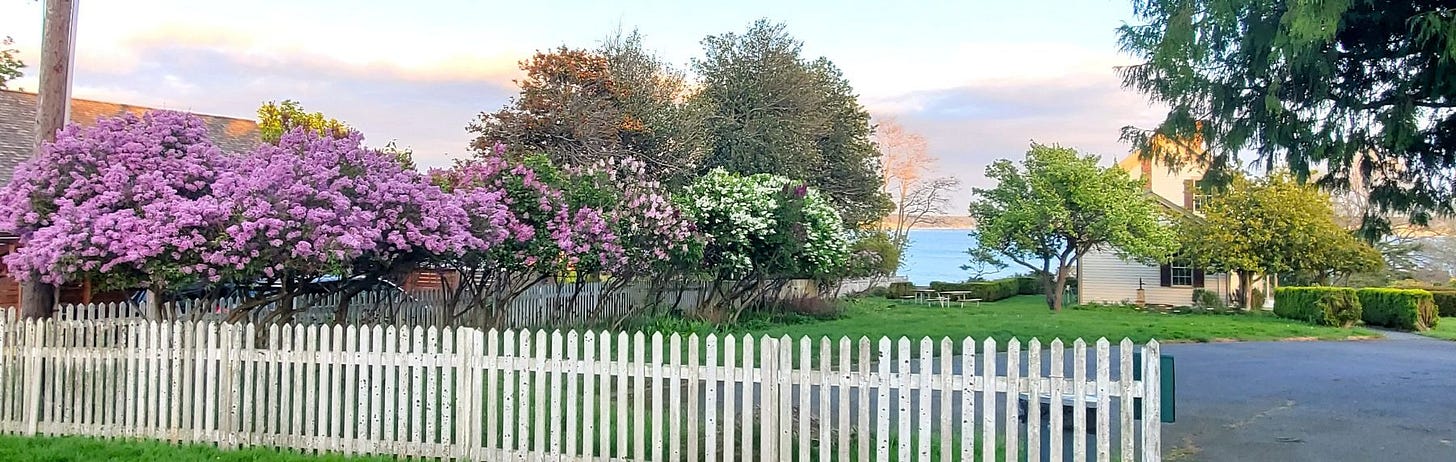 Lilacs in bloom on a sunny day at the Rothschild House Museum.