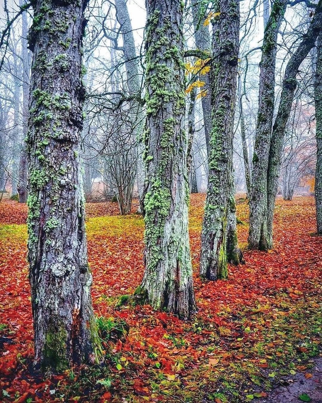 Trees in sweden