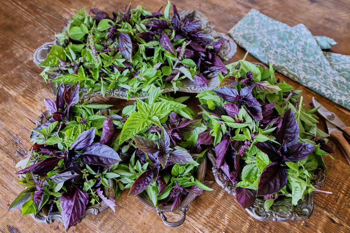 trimmed basil tops on trays with pruners and a kitchen towel alongside trimmed basil tops on trays with pruners and a kitchen towel alongside