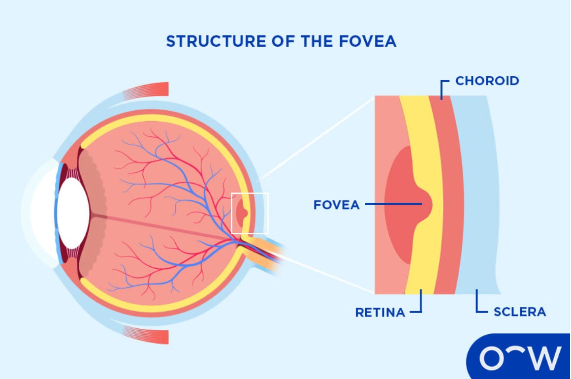 (Oscar Wylee Pty Ltd., 2024) (Oscar Wylee Pty Ltd., 2024)