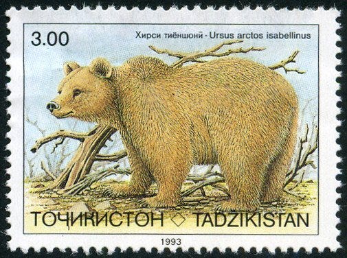 Himalayan Brown Bear (Ursus arctos isabellinus) Himalayan Brown Bear (Ursus arctos isabellinus)