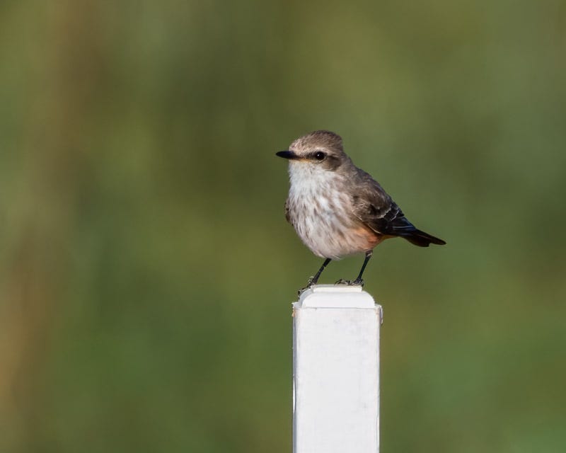 20260316-Sewailo-93-Edit.jpg 20260316-Sewailo-93-Edit.jpg