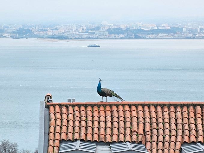 The Last Call of the Corporate Peacock🦚