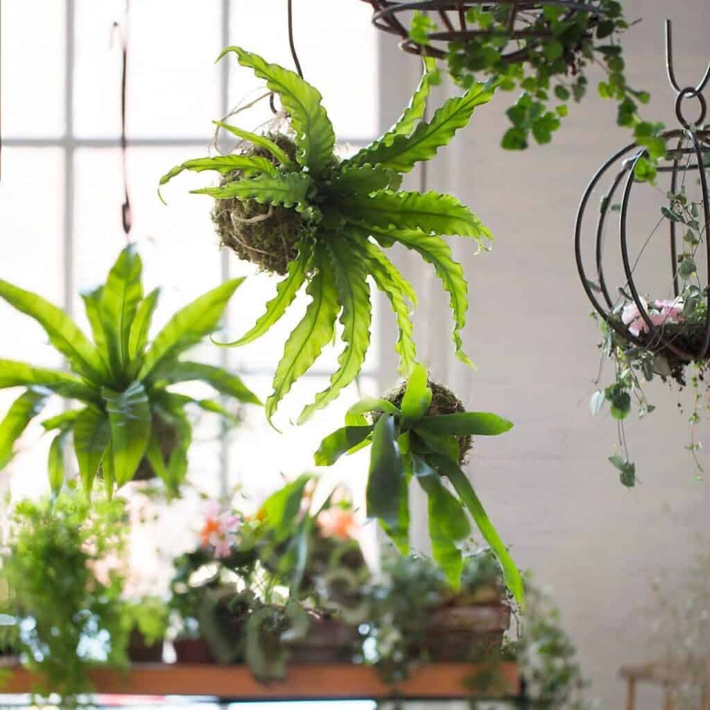 Hanging bird\'s nest fern in a room full of plants.