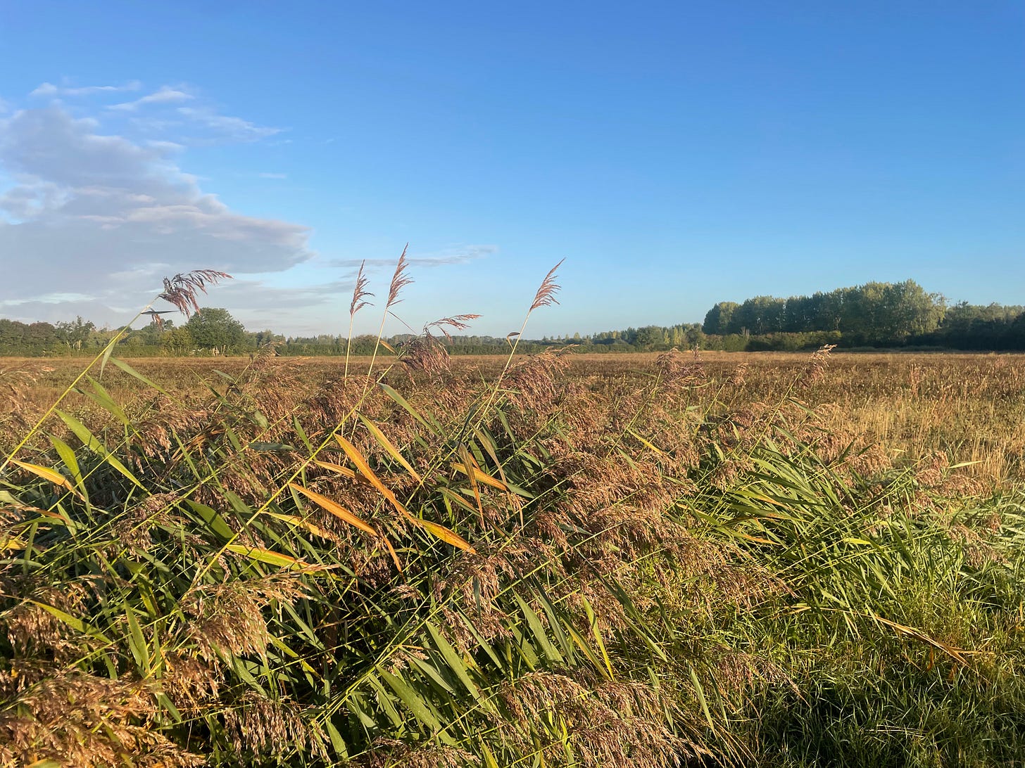 Reeds bent in the wind; blue skies