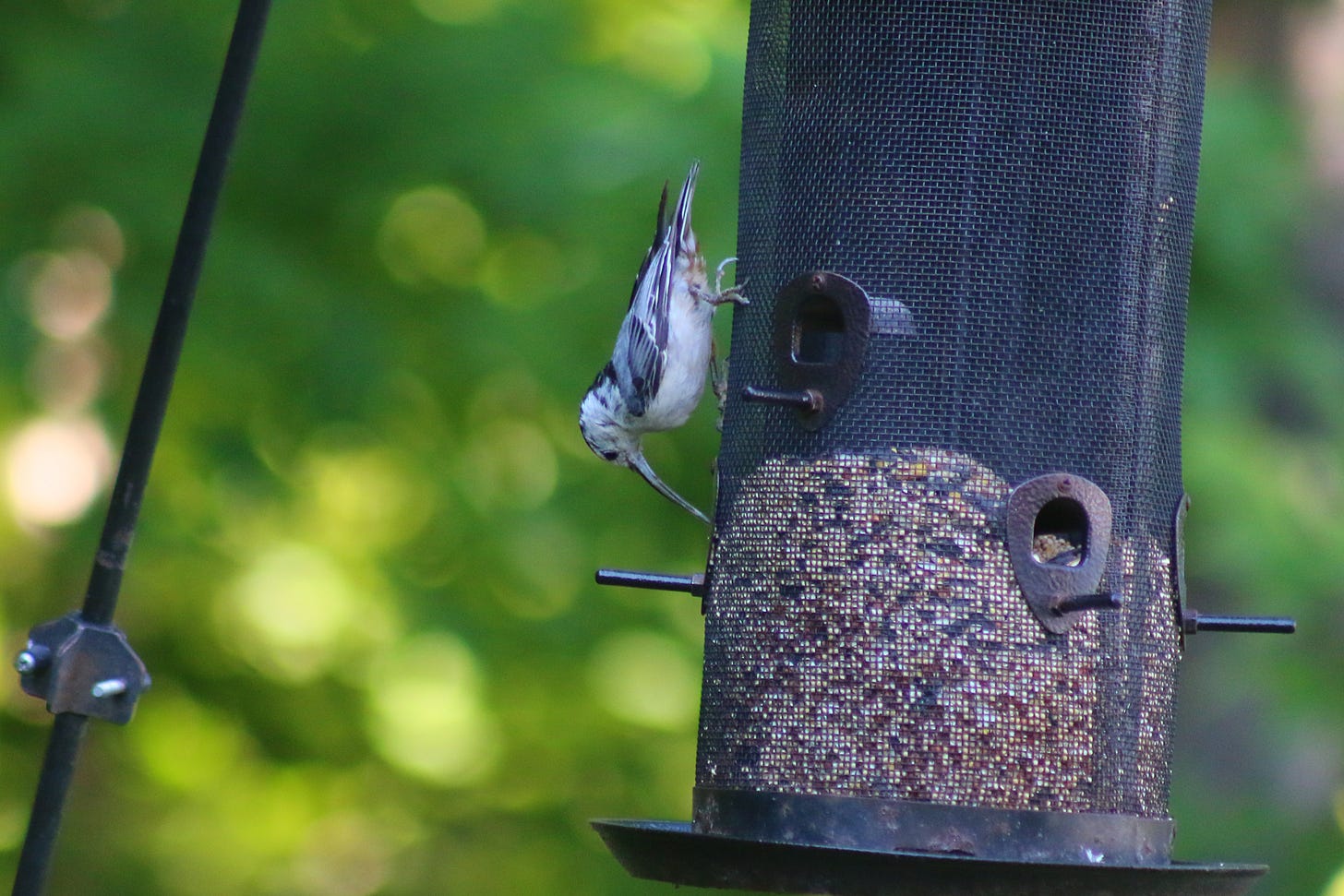 White-Breasted Nuthatch with possible Avian Keratin Disorder White-Breasted Nuthatch with possible Avian Keratin Disorder