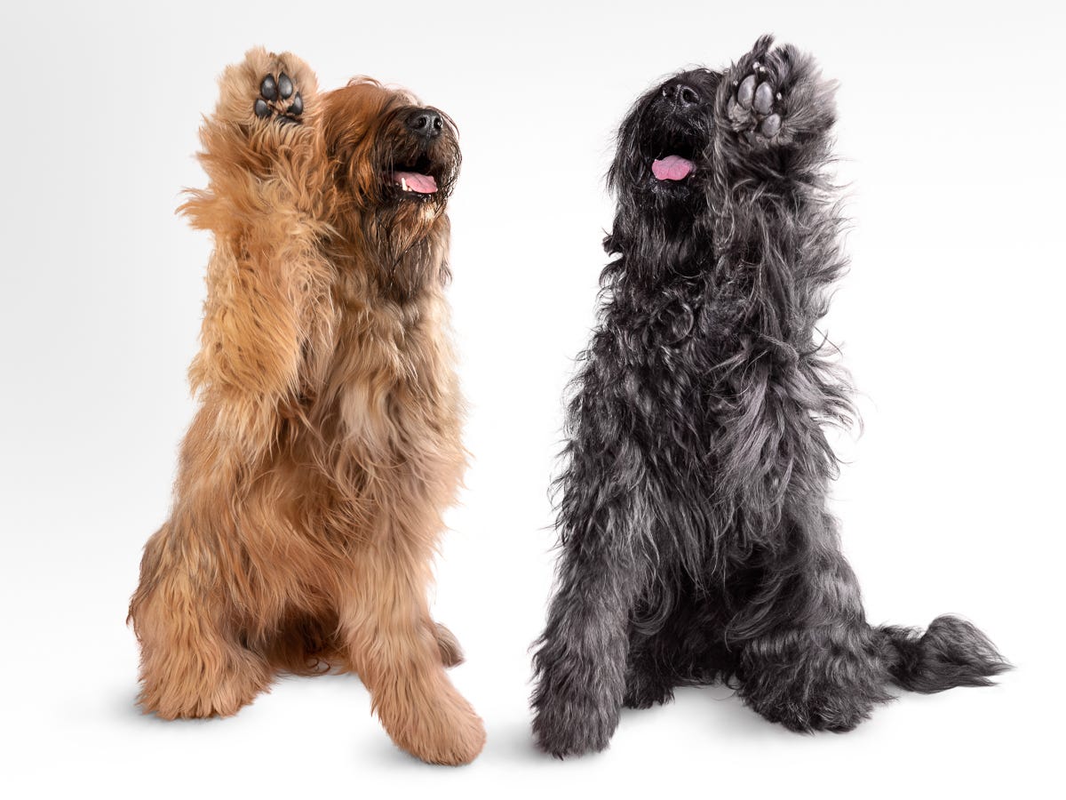 DogRelations’ Newsletter