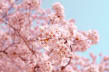Cherry Blossom CPS