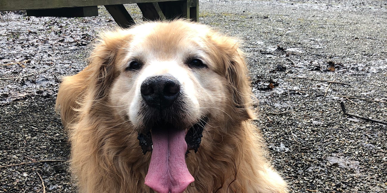 Saying Goodbye, and Thanks for the Memories, to ‘Little Buddy’