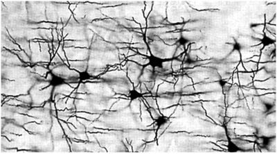 mur004_400 mur004_400