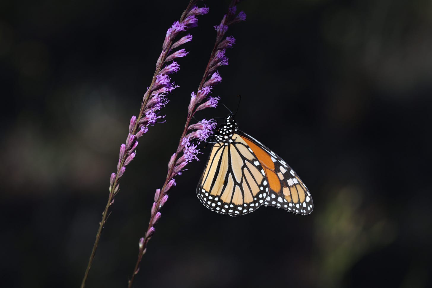 A monarch butterfly visiting small bright purple short-leafed liatris flowers. Two wands of short-leafed liatris, parallel to one another, stretch across the photos frame, with an orange and black butterfly hanging off the wand to the right.