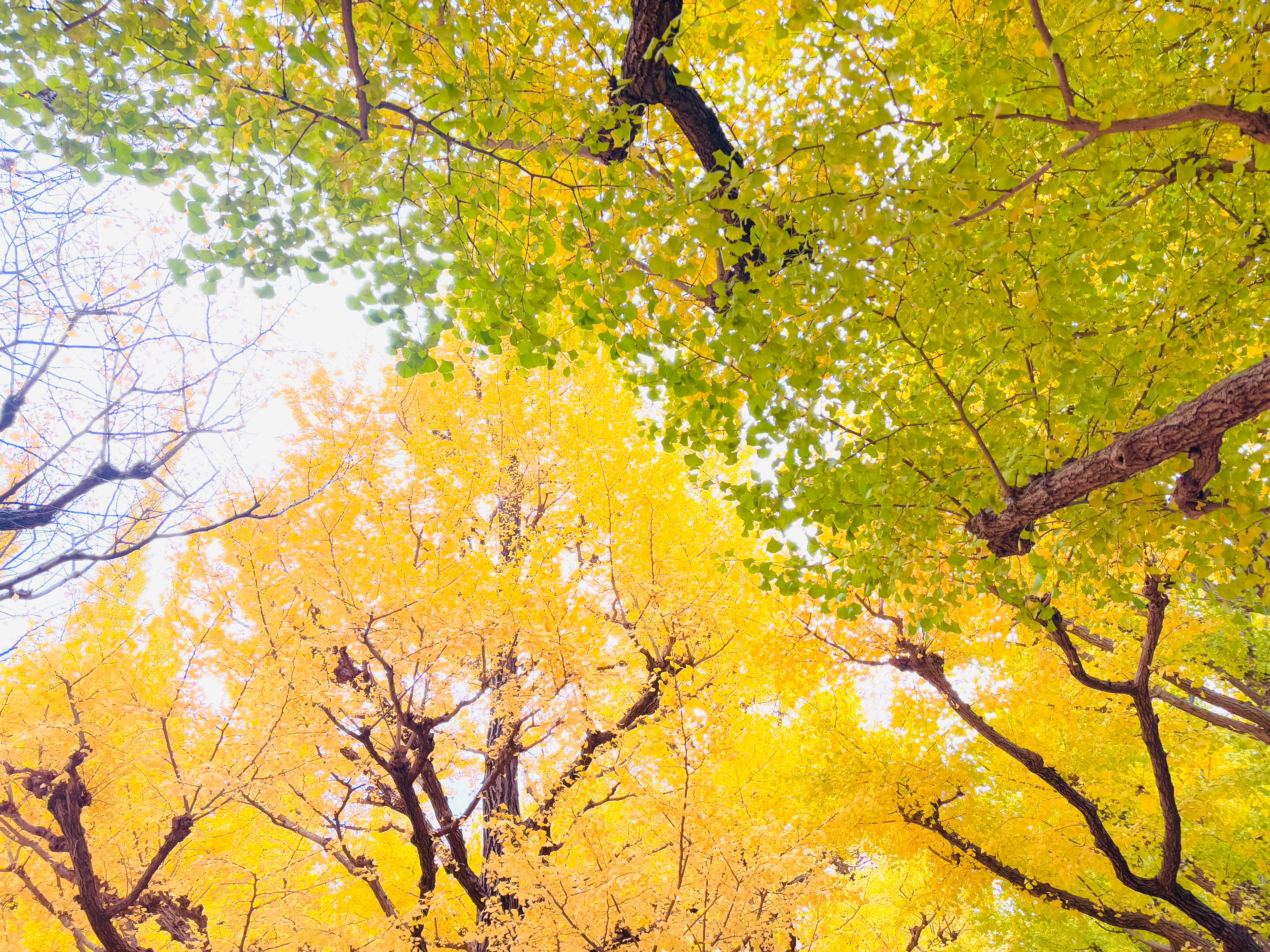 autumnページ 175 Autumn at Its Edge - by Hideo Tanikawa - Japan A to Z