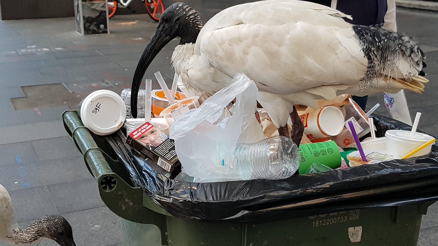 The bin chicken in its natural habitat : r/australia