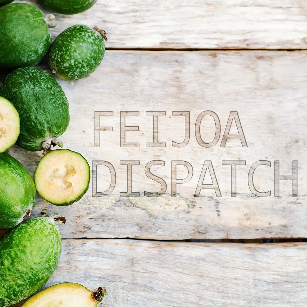 Feijoa Dispatch