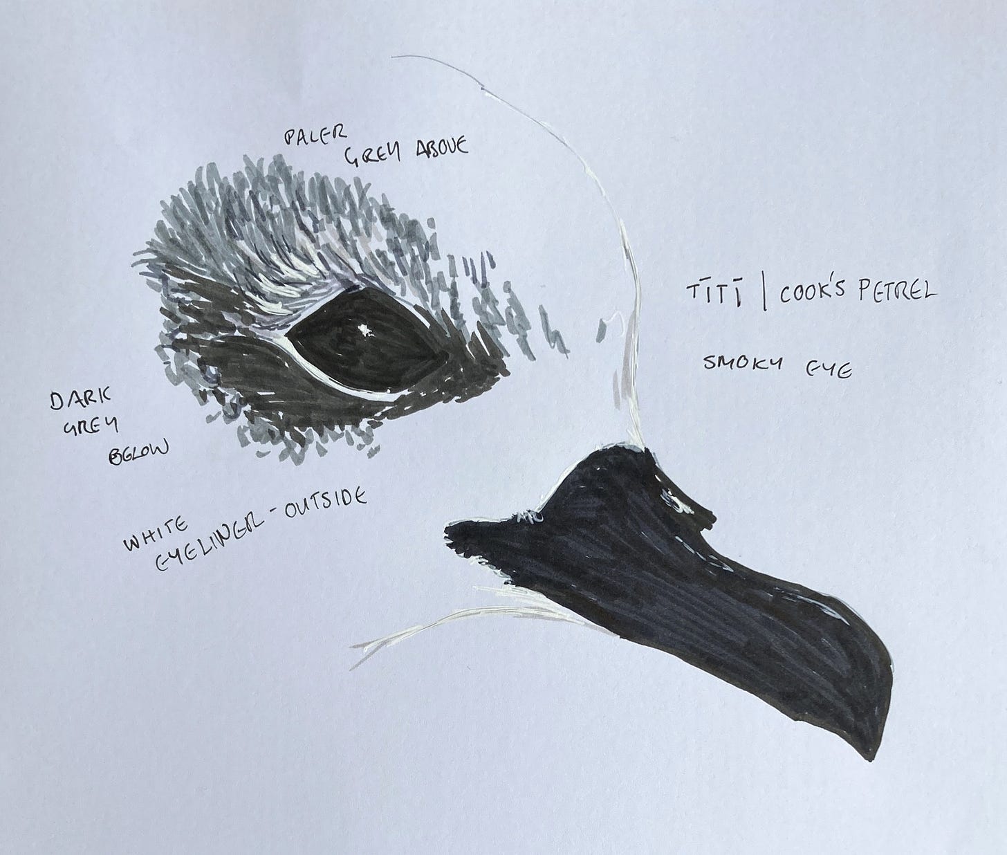 An felt pen drawing showing the beak and markings around the eye of Cook's petrel
