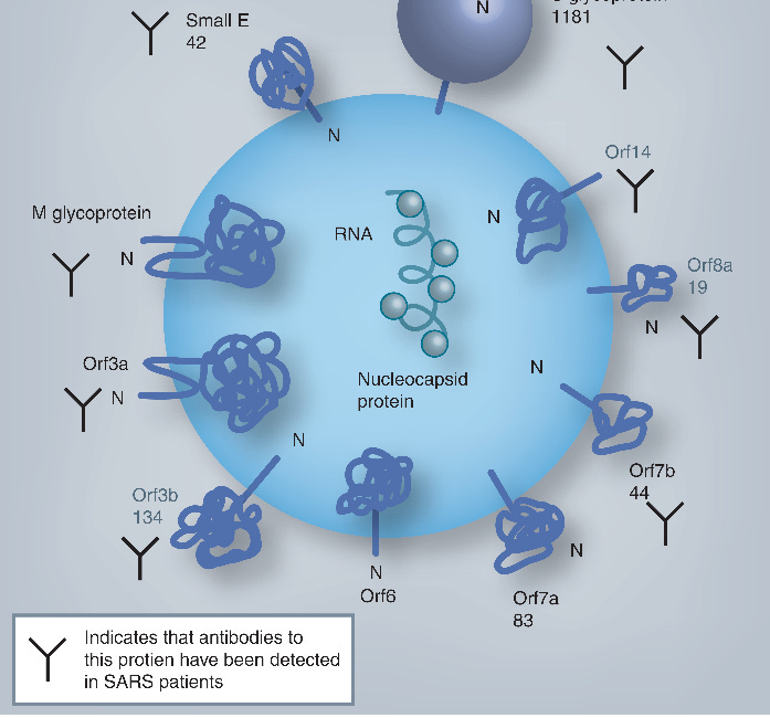 "The greatest fear among vaccinologists is the creation of a vaccine that is not only ineffective, but which exacerbates disease. Unfortunately, CoV vaccines have a history of enhancing disease..."