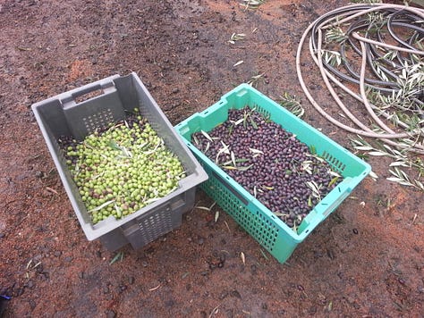 Ojai Olive Oil Company, Ojai, California