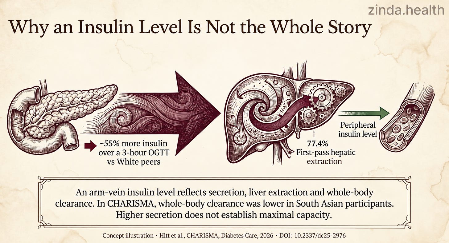 CHARISMA illustration of insulin secretion, first-pass hepatic extraction and the peripheral insulin level; higher secretion does not establish maximal capacity.