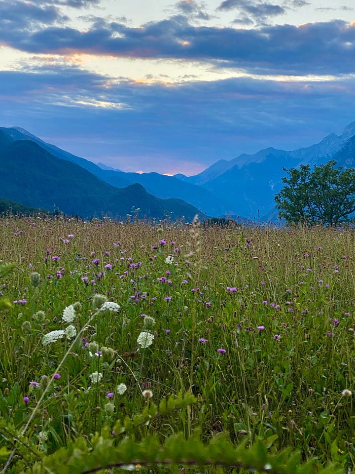 Wildflowers and vivid blue water in Slovenia's Soča river valley