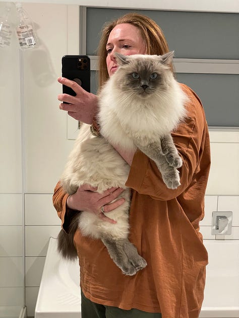 A gallery of rag doll kittens and cats looking around and being cute