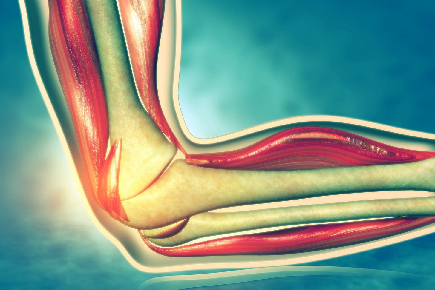 Anatomy of human elbow Anatomy of human elbow