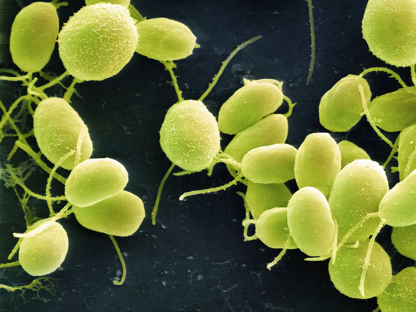 A Cure for Blindness Just Might Come From Algae | WIRED