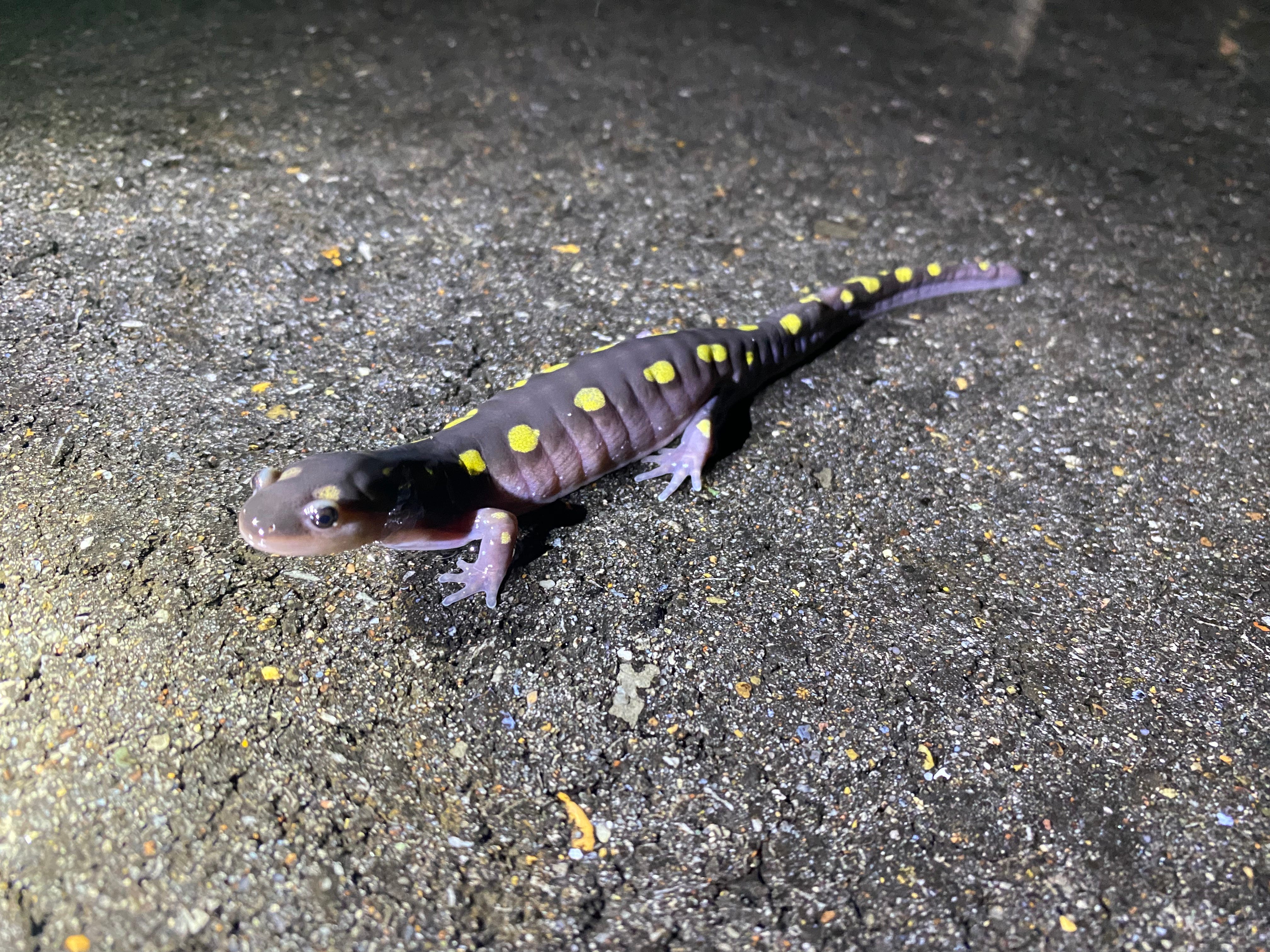 Tracking Native Tigers Through Tennessee - by Jaron Sedlock
