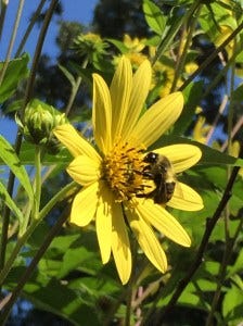 awe bee nuzzling awe bee nuzzling