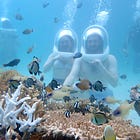Greetings from the Western Pacific Warm Pool 🐠